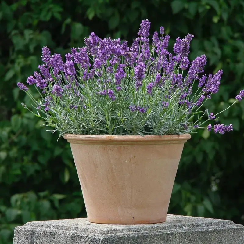 Adjust Container Placement Before Extreme Heat