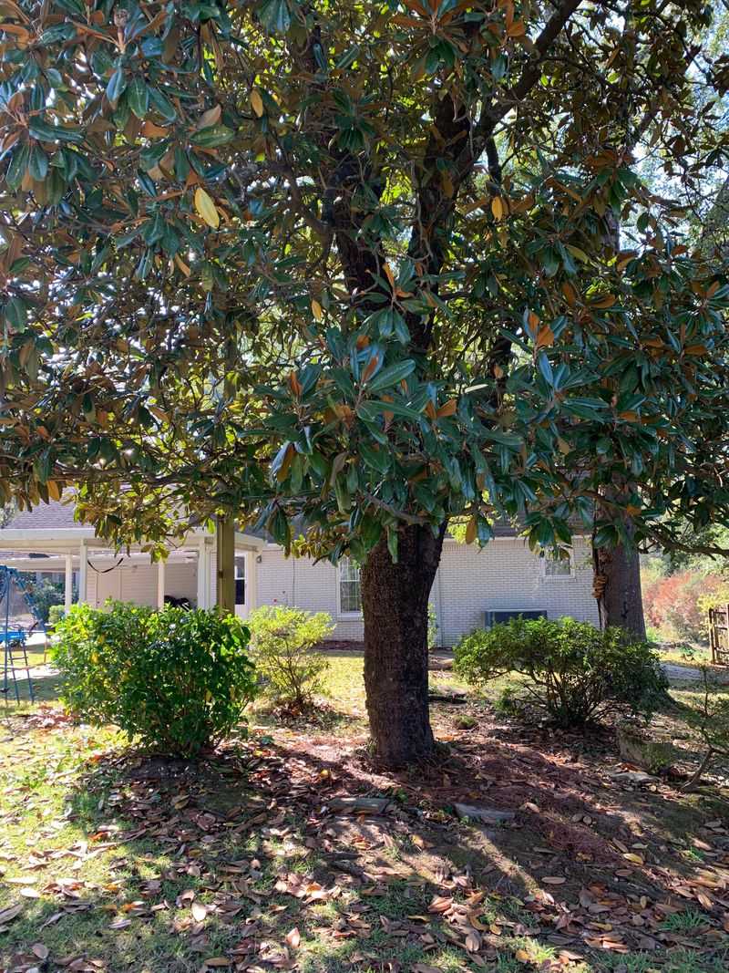 Move Fallen Leaves Into A Better Mulch Zone