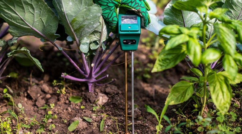 Check Soil Moisture Before Adding More Water