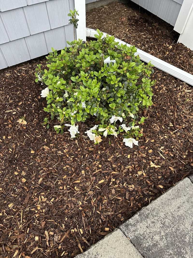 Refresh Mulch Before Bloom