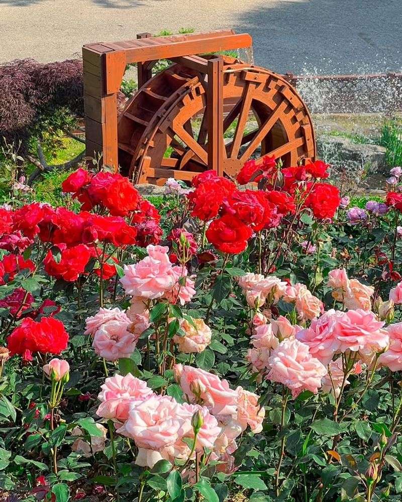 Provide Full Sun For Maximum Bloom Size