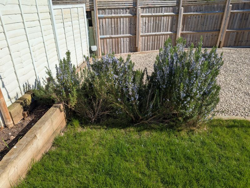 Trim Lightly For Shape