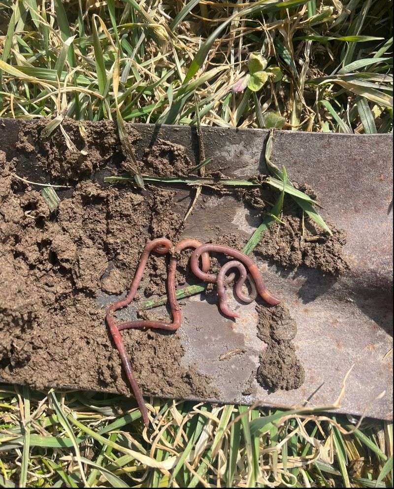 Earthworms Are Active In The Top Layer Of Soil