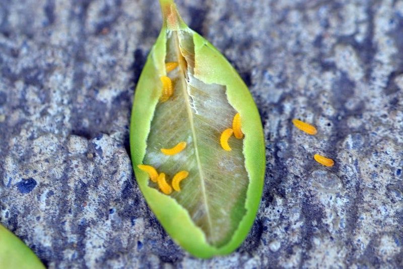 Monitor For Boxwood Leafminer And Early Pest Activity