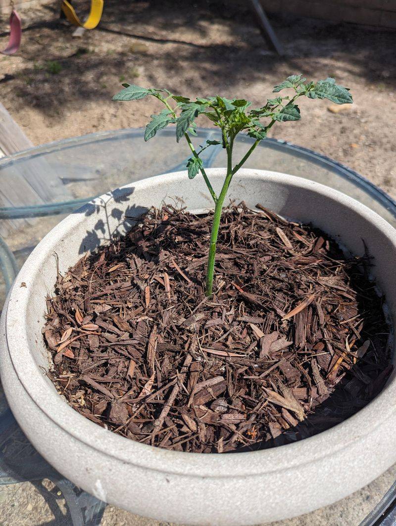 Mulch To Help Prevent Moisture Swings