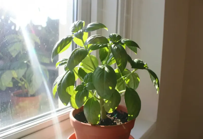 Gradually Introduce To Sunlight