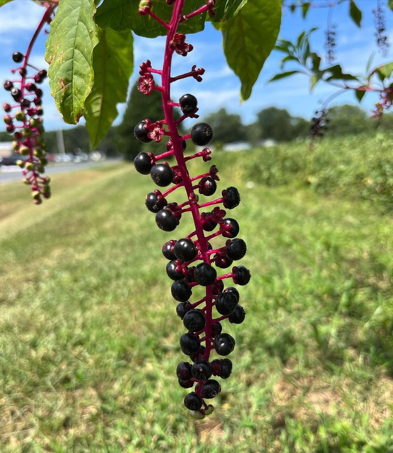 Pokeweed Looks Tempting But Is Toxic