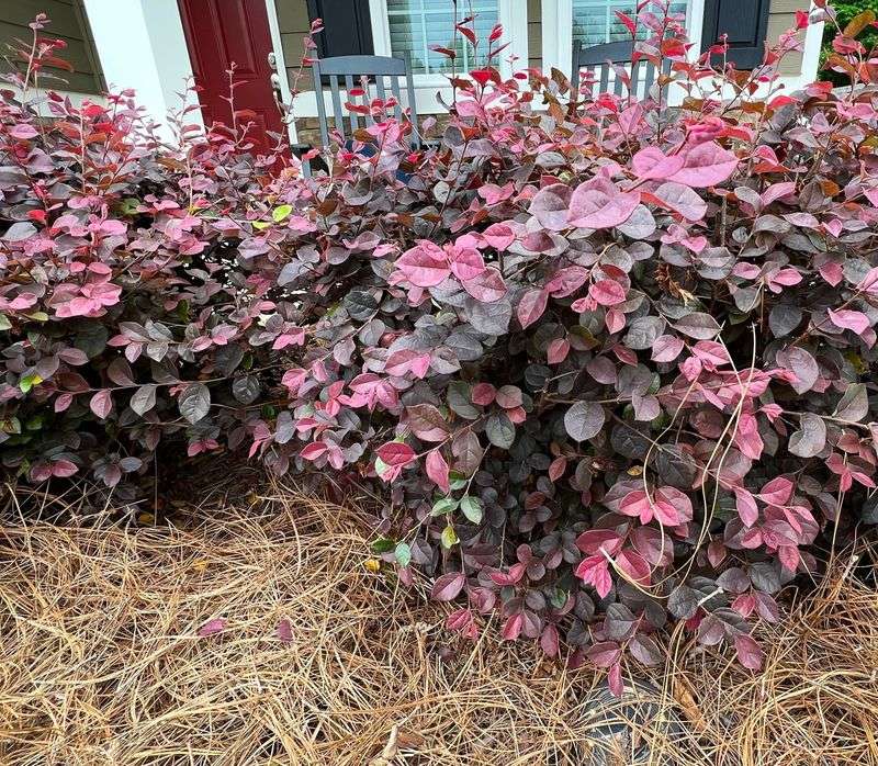 Florida Homeowners Are Trading Loropetalum For Native Firebush
