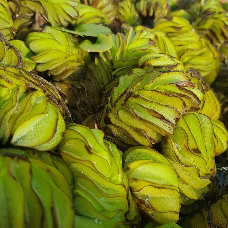Giant Salvinia Listed As A Prohibited Aquatic Species