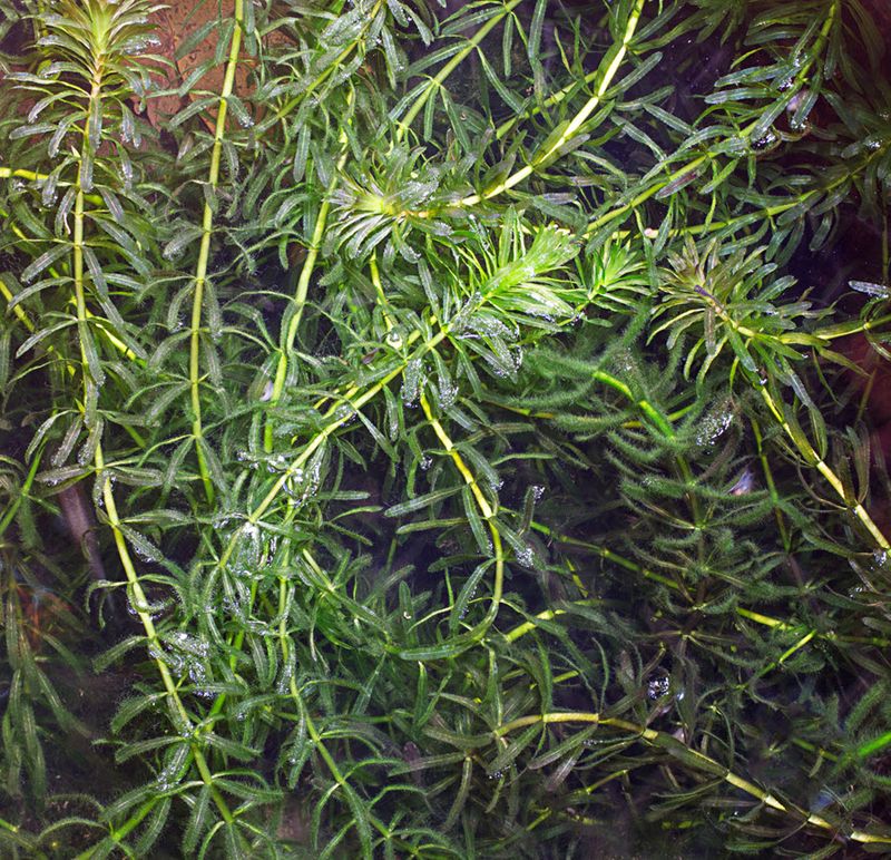 Hydrilla Hides A Bigger Problem Below