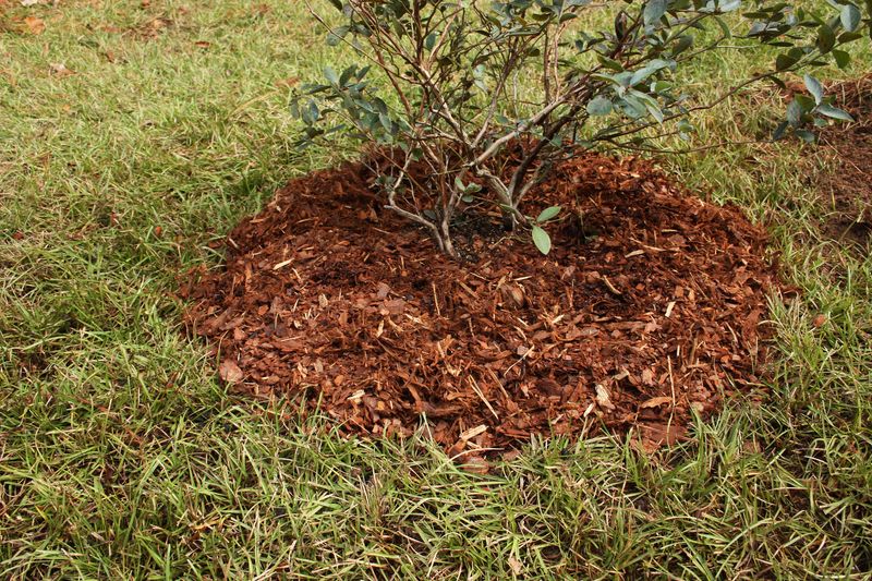 Mulch With Pine Bark To Protect The Root Zone