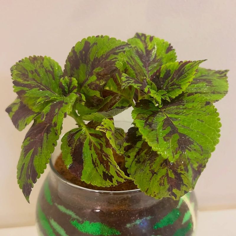 Maintain Moderate Indoor Humidity To Prevent Leaf Stress