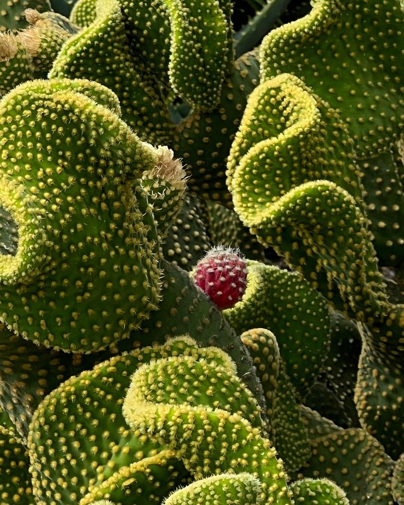 Use Well-Draining Cactus Soil