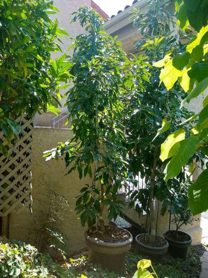 Feed Lightly And Let The Tree Grow At Its Pace