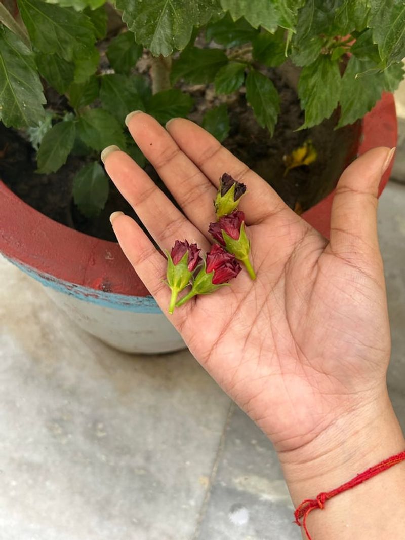 Too Much Nitrogen Can Send Growth In The Wrong Direction