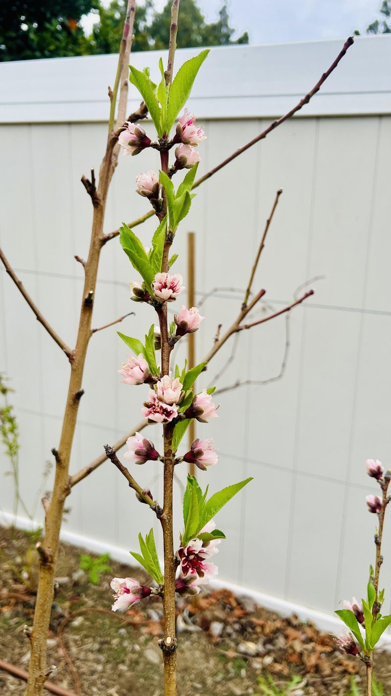 Young Trees May Bloom Before They Are Ready To Produce