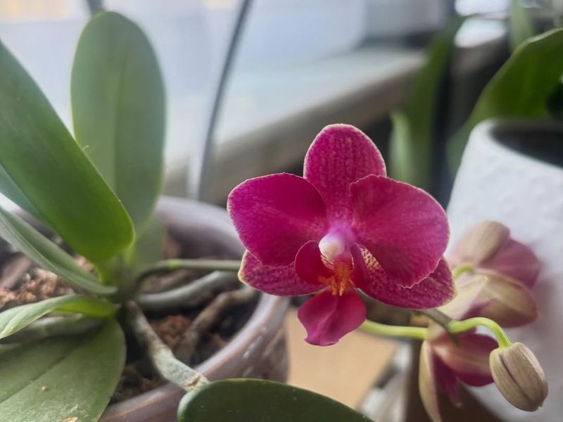 Fertilize Lightly But Regularly