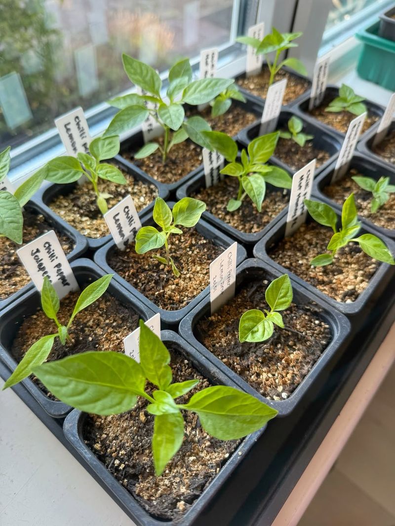 Feed Lightly And Regularly