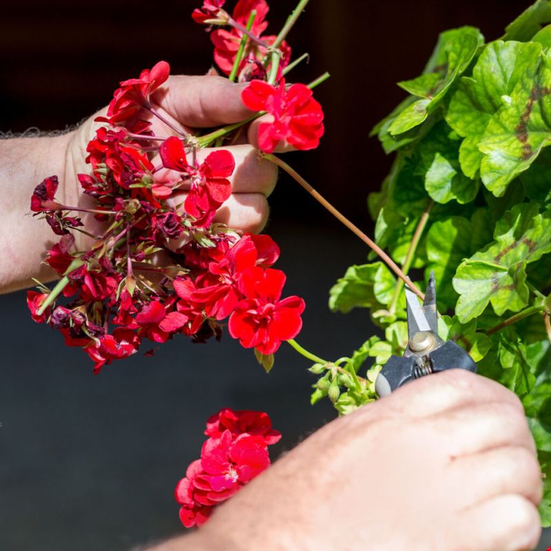 Remove Spent Blooms To Encourage Continuous Flowering