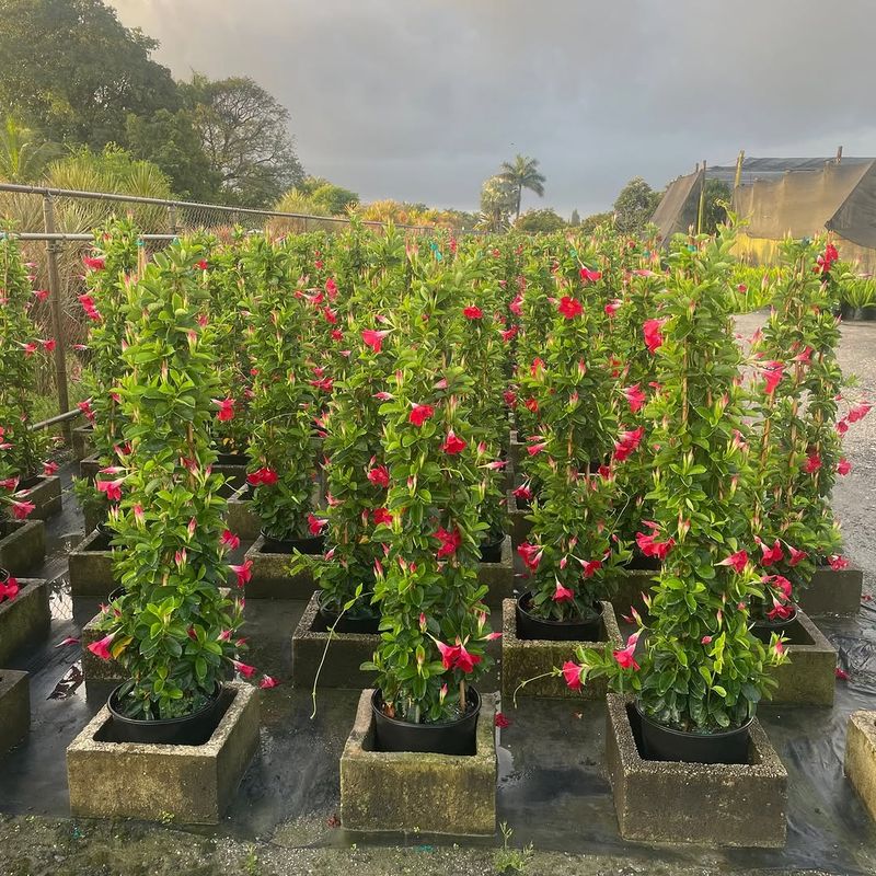 Feed Regularly During Active Growth