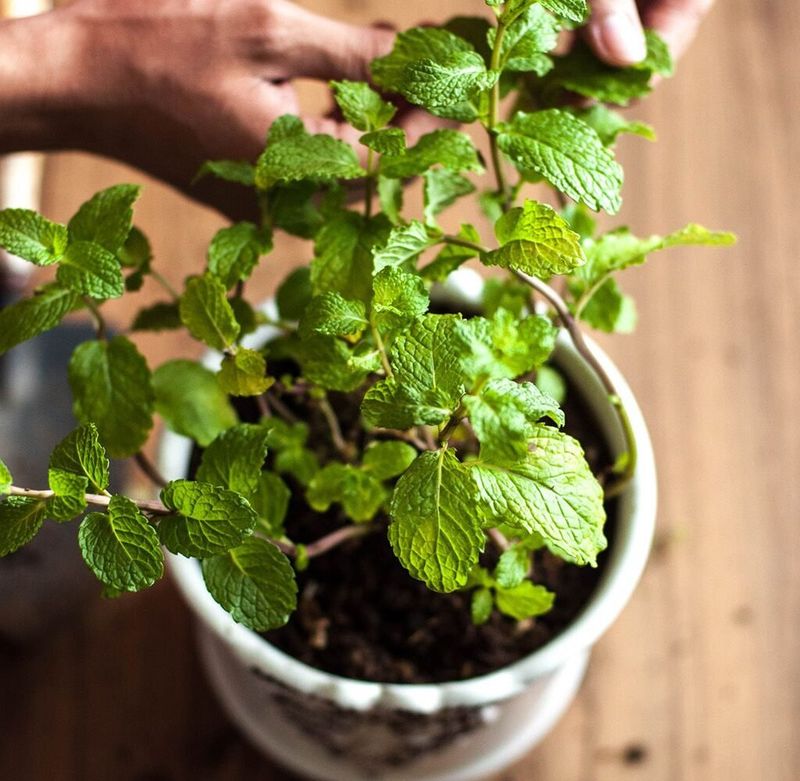 Harvest Often For Bushy Growth