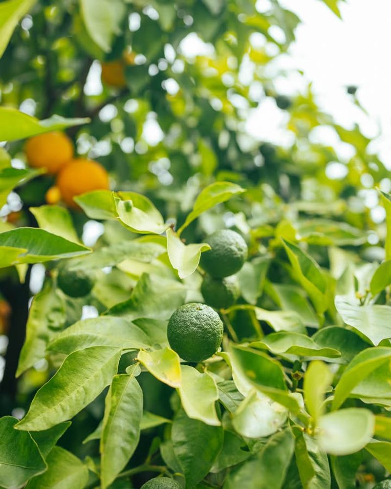 Keeping Fertilizer Away From The Trunk Prevents Damage