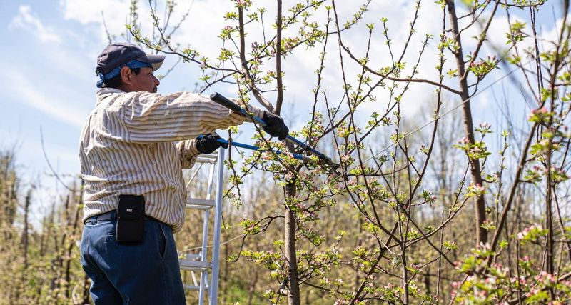 Pruning Cherry Trees For Maximum Blooms And Fruit