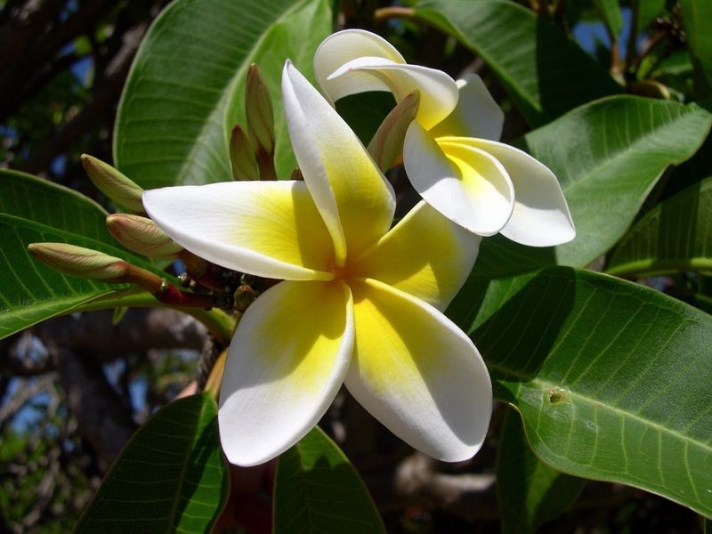 Treating All Plants The Same Regardless Of Needs