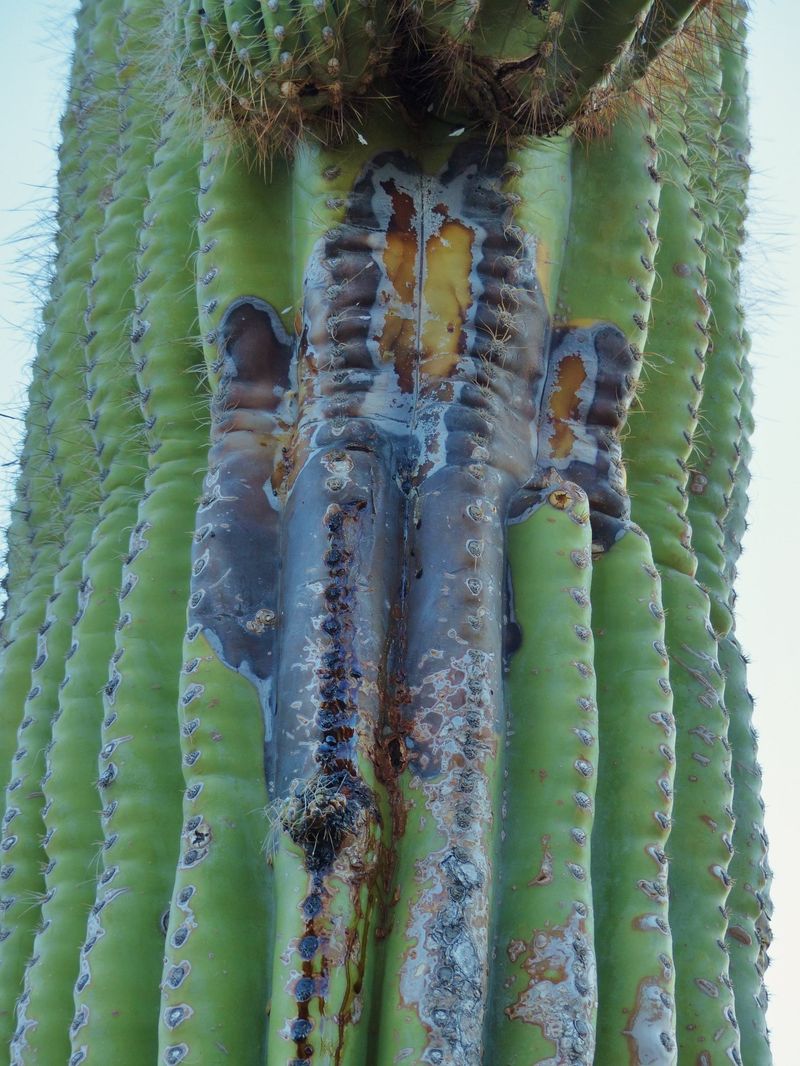 Signs Of Bacterial Necrosis And Other Common Issues To Watch