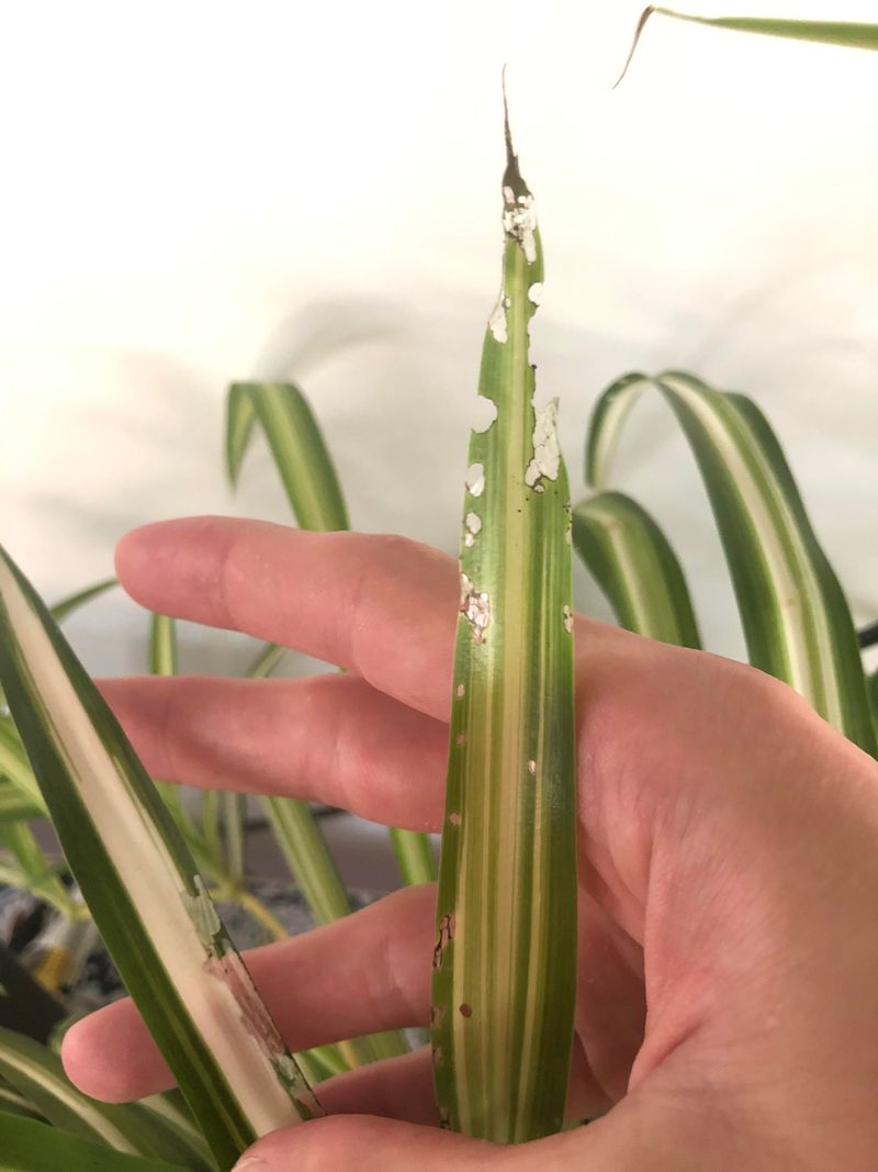 Skipping Pest Checks