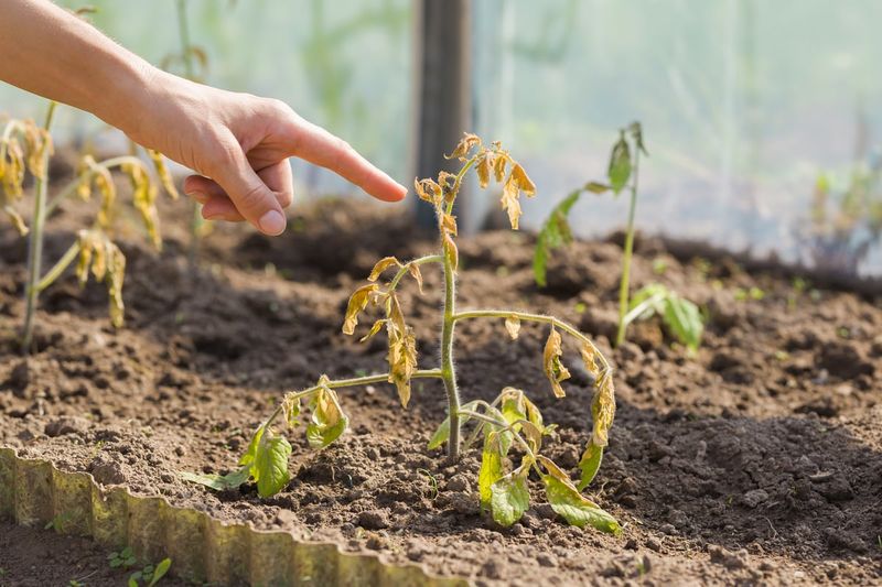 Letting Soil Swing Between Bone Dry And Saturated