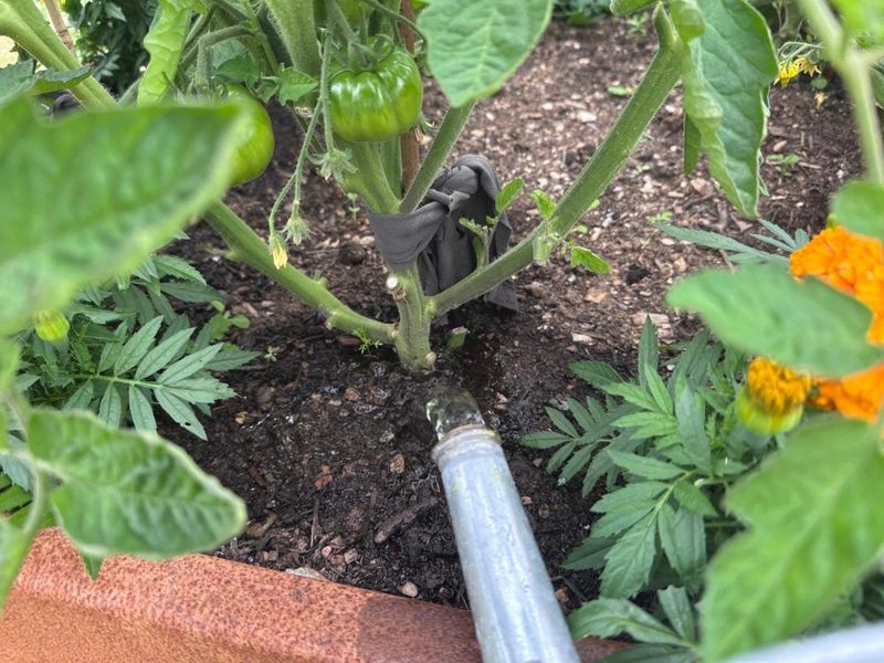 Wetting Foliage Late In The Day Instead Of Watering Early