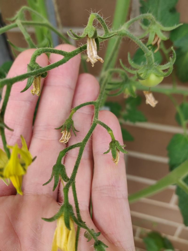 Flowering And Fruit Set Drop Under Heat And Dry Conditions