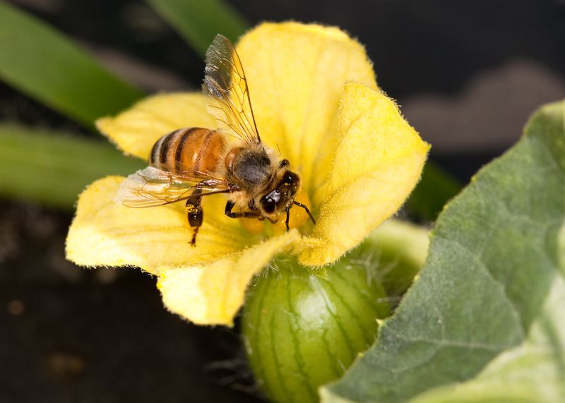 Pollination Relies On Active Bees And Careful Pest Control