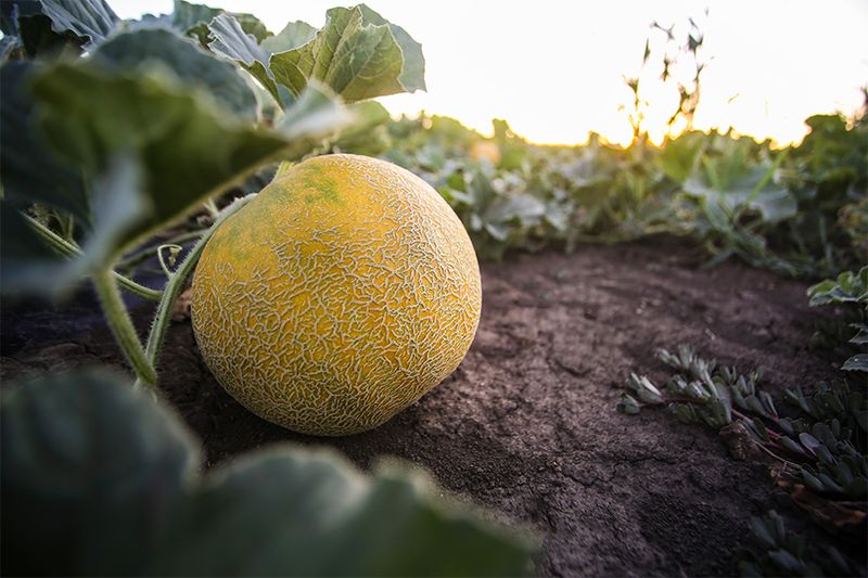 Cantaloupe Packed With Juicy Backyard Flavor