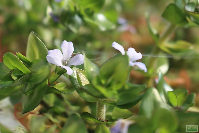Bacopa That Cascades With Charm