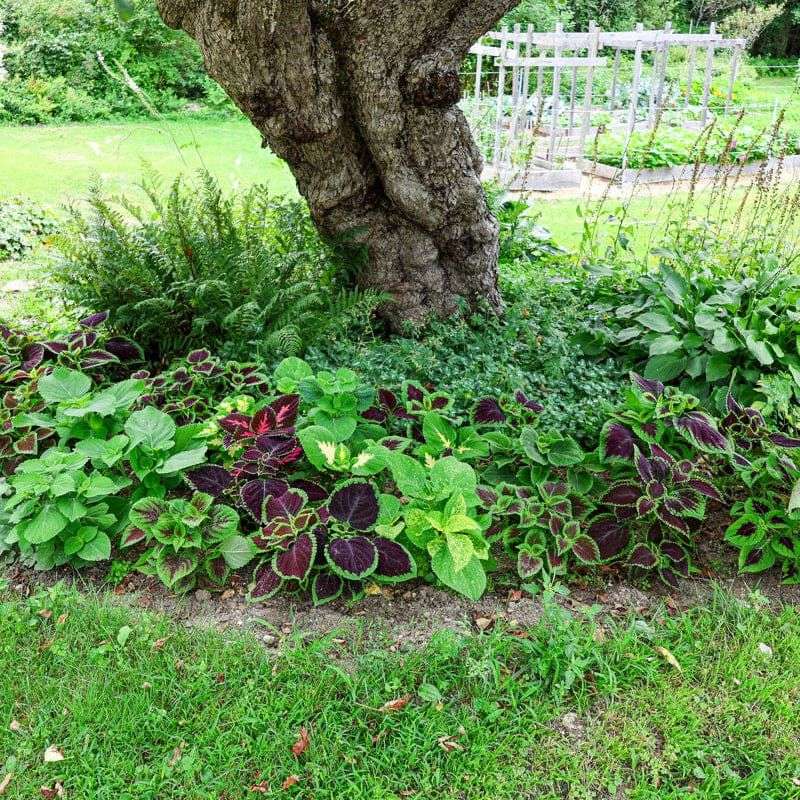 Coleus Brings Bold Color Without Flowers