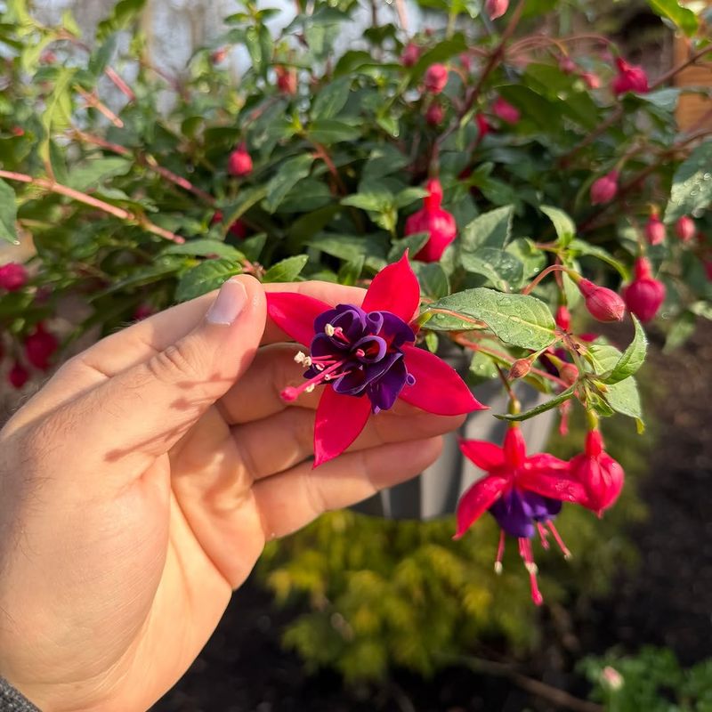Fuchsia Declines Fast In Dry Heat And Full Sun