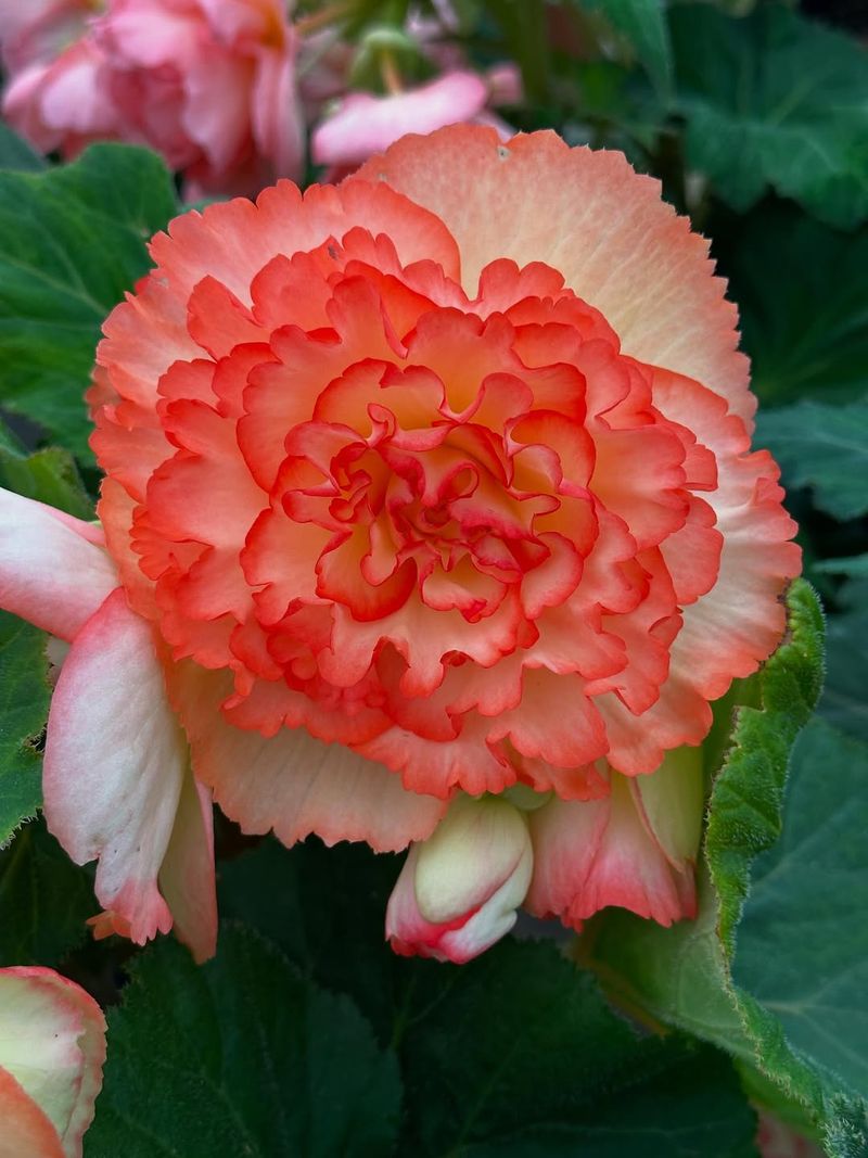 Tuberous Begonias