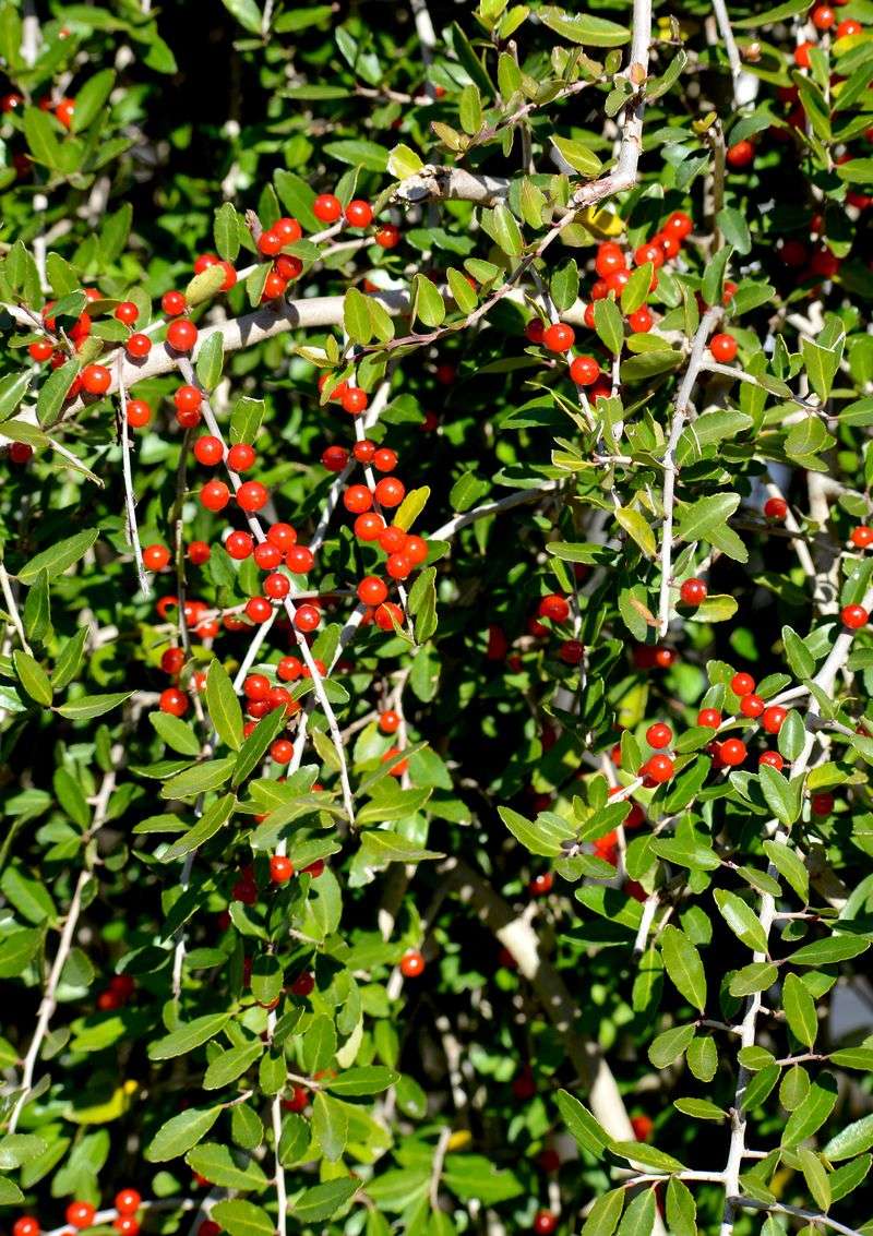Yaupon Holly