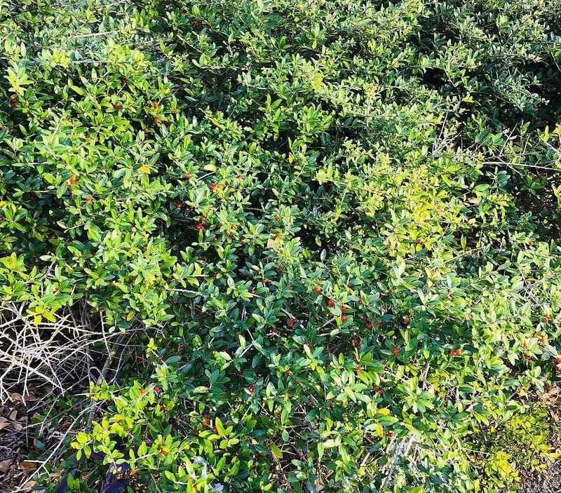 Yaupon Holly
