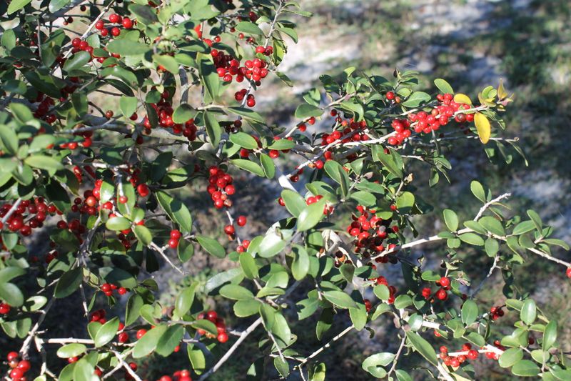 Yaupon Holly 
