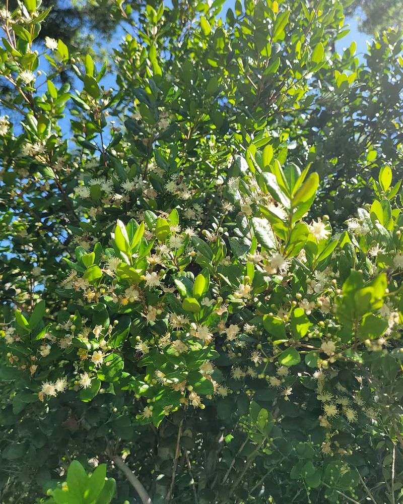 Simpson's Stopper Adds Dense Privacy With A Natural Look