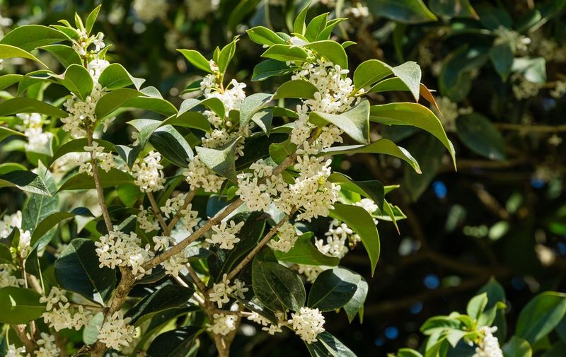 Tea Olive With Fragrant Appeal