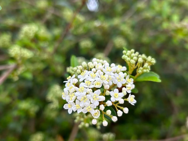 Walter’s Viburnum For A Neat Florida Hedge