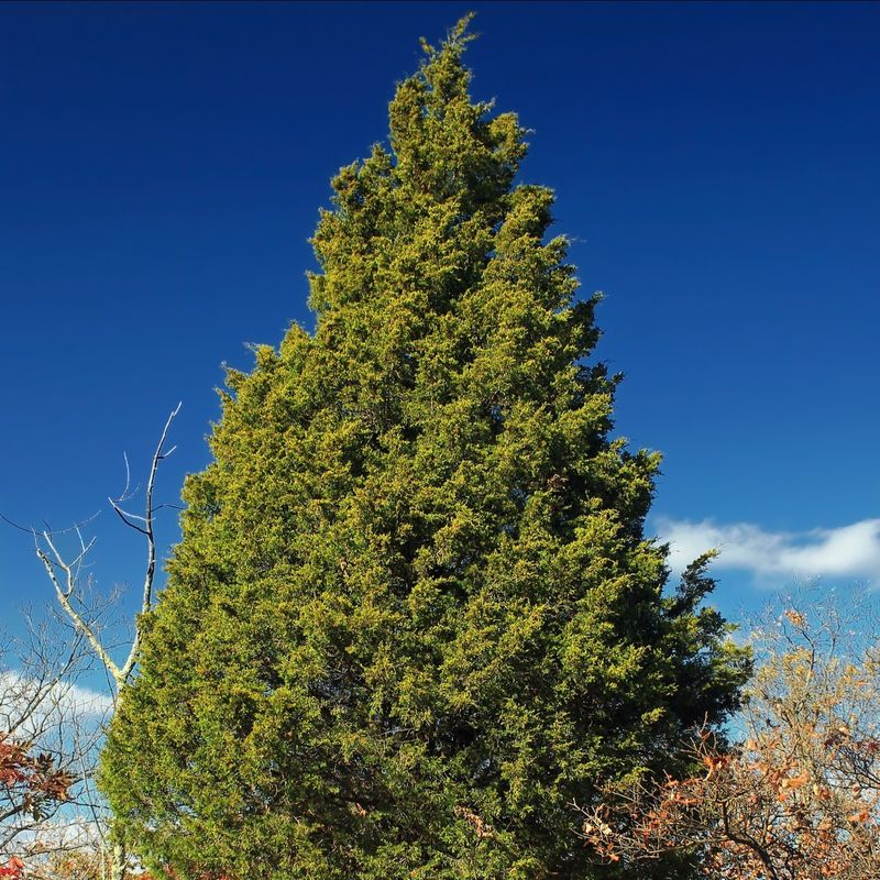 Eastern Red Cedar Creates A Tall Natural Barrier Over Time