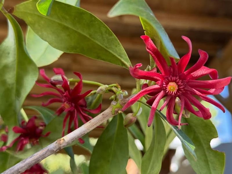 Florida Anise Thrives In Deep Shade Areas
