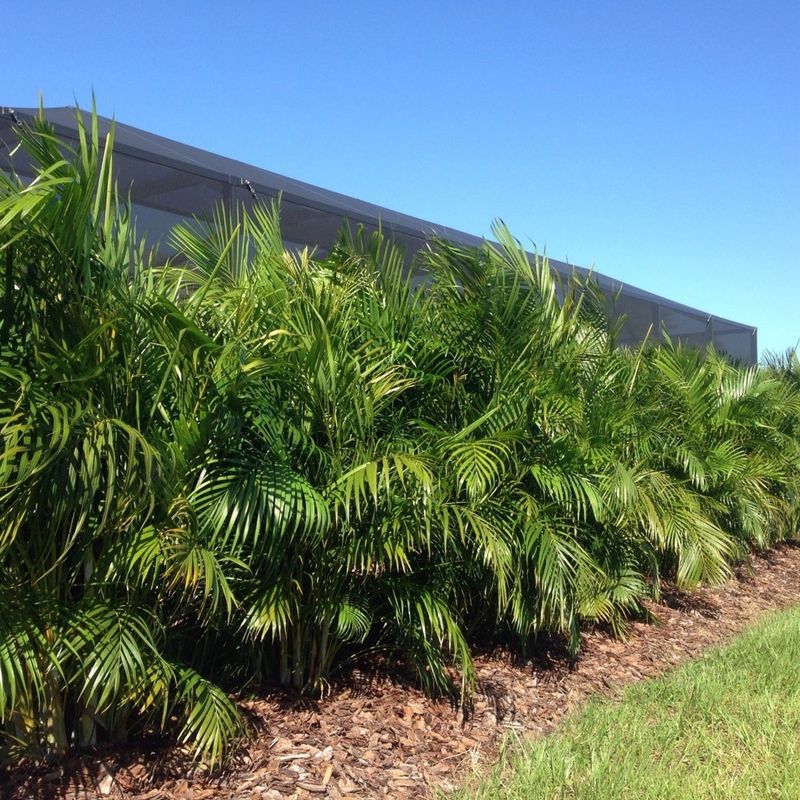 Areca Palm Adds Tropical Privacy In Warm, Protected Spaces