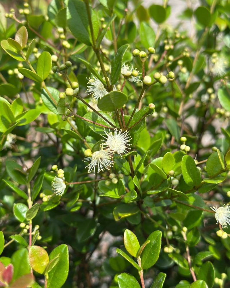 Simpson's Stopper Brings Color Without Extra Fuss