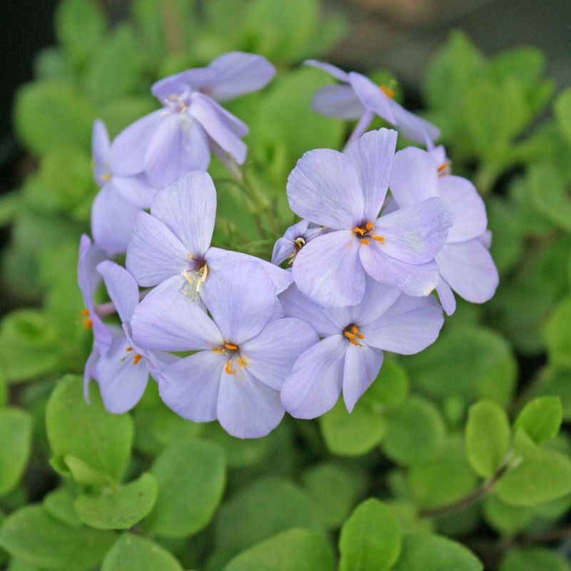 Creeping Phlox (Phlox Stolonifera)